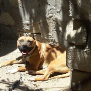 Pitbullar satilir ve ya barter.Temi paroda pitbullarin Drak ve Ce****an