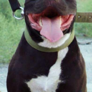 Pitbullar satilir ve ya barter.Temi paroda pitbullarin Drak ve Ce****an