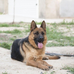 Temiz alman ovcarkasi satiram 3 yash yarim 3 defe bala verib beli