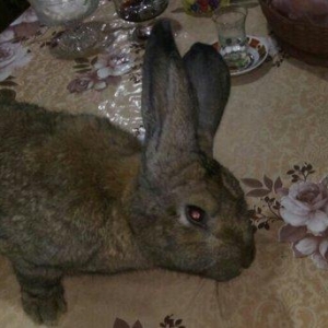 Rusiyadan qəlmə cins dovşanların satışı . Hamsı ayrı xətlərdir .