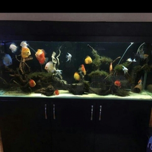 akvarium üçün filtir düzəldirəm suyu həmiş