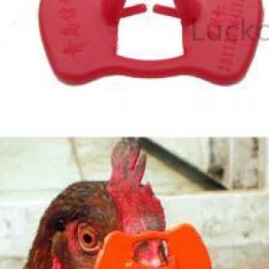 Quşlar üçün şpilkasız eynək. O birilərindən fərqi bir neçə dəfə istifadə edəbilərsiniz.