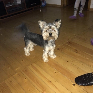 Yorkshire Terrier Rosiyadan getirilib pasportu var butun peyvendleri
