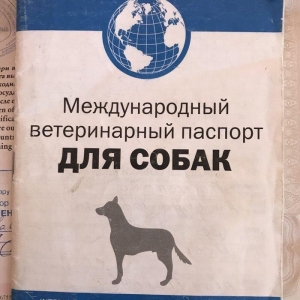 Yorkshire Terrier Rosiyadan getirilib pasportu var butun peyvendleri