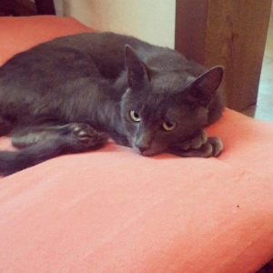 Korat cinsi ,şotland pisiyide deyilir 11 ayliq erkekdi her ay baytar h