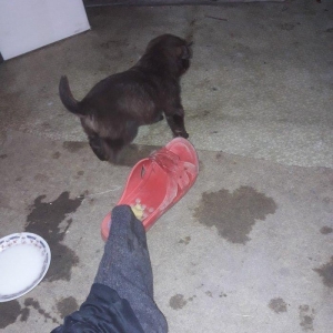 xaski Temiz  Qehveyi reng taniyan bilir barterde olnur iphone5s ile