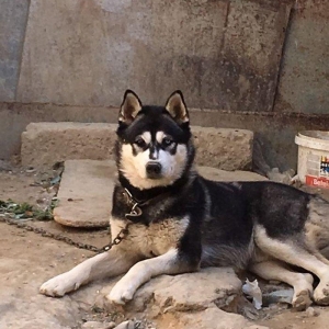 Temiz xaskidi iki disidi bir ay alti gunlukdu gorduyunuz xaskilerin ba