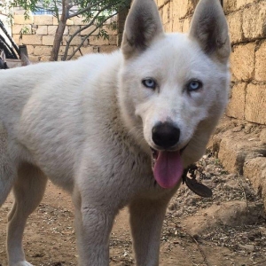Temiz xaskidi iki disidi bir ay alti gunlukdu gorduyunuz xaskilerin ba