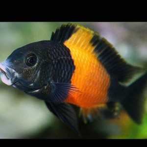 Trafeus bemba 3 eded 1 erkek 2 maya mayalardan 2 defe bala alınıb