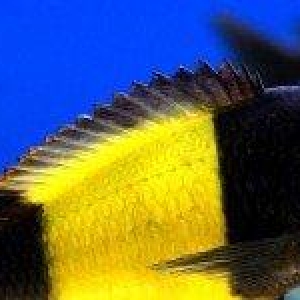 Trafeus bemba 3 eded 1 erkek 2 maya mayalardan 2 defe bala alınıb