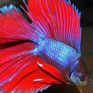 Halfmon a grade betta sekillər orjinaldı 10 azndən baslayan