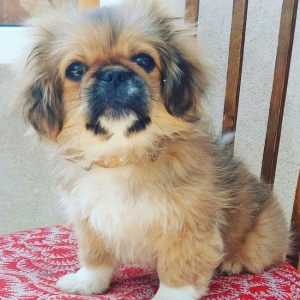 3 ayliq pikines satilir butun iyneleri vurulub qurd dermanlari verilib