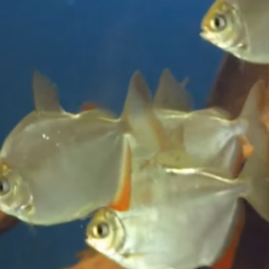 Dollar balıgı 8-9sm 40 ceşitin uzərində balıqlar bitki və sadə