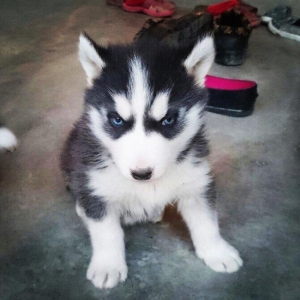 Temiz xaski balaları satılır 2 erkek qalıb şekiller itlerin reyal şeki