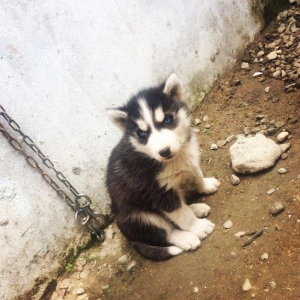 Temiz xaski balaları satılır 2 erkek qalıb şekiller itlerin reyal şeki