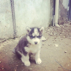 Temiz xaski balaları satılır 2 erkek qalıb şekiller itlerin reyal şeki