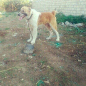 pota adlı itin balasıdı atasının ve özünün döyüş videoları var