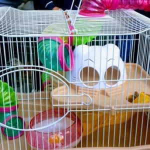 Xamyakcun teze qefes satilir. Su qabi ,yem qabi ve