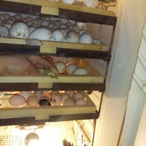 Tam avtomatik 300 ədəd yumurta tutumu olan inqub