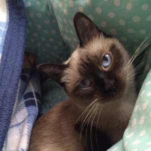 Siamski pi**** 2 yaşı var çantası tualeti yemeyi herşey üstünde yaxşı e