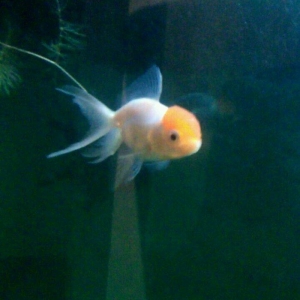 oranda bqırmizi papaq 10 manata 1 ədəd qalıb öz şəklidi