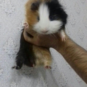 Morskaya svinka  satilir. Erkekdir tam saglam ve t