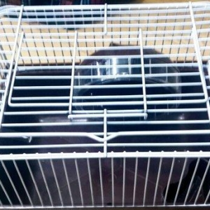 Teze cunqarik qefesleri satilir.Diger elanlar ucun whatsap ve ya Insta