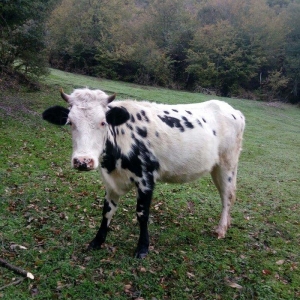 etlik, sudluk cinsli inek satilir. 1 qarin dogub. 5 ay bogazdir. qiyme