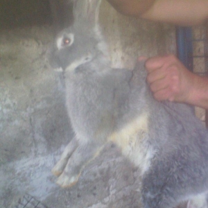 Rizinq 2 denedi erkey. Fevralin balasidi 1 ni deyiwerem diwiyle rizinq