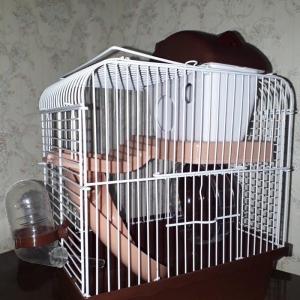 Çunqarikler ve xamyaklar ucun teze qefes icinin h