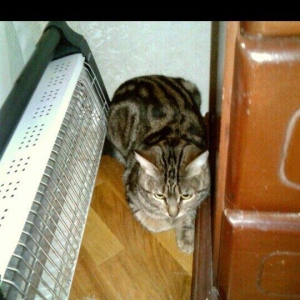 Кошка (метис американской короткошерстной с классическим мраморным таб