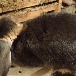 Mini ferma.. Barashek sort dovshan balasi satilir.