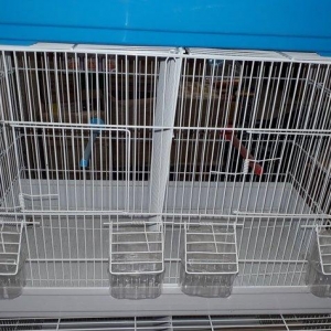 Quslarcun boyuk ve ortadan iki hisseye bolunen tez