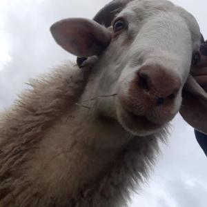 Toy, niwan ucun 10 ayliq ag rengde qoc satiram.. gozlerinin, agzinin