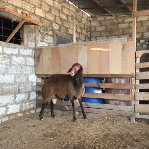 Iki ilini vurmush qoc. Her cur etekli qoyunu surur. Temiz qala