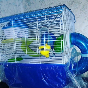 Sevimli Cunqarikler ucun  teze iri her bir aksesua