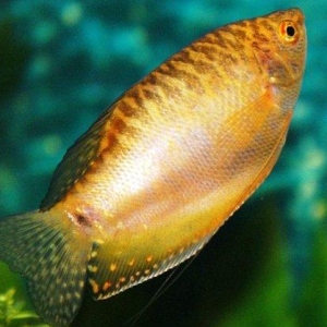 Qurami 5-6 sm sağlam balıqdı bundan ela çox  çeşidde balıqlar ve