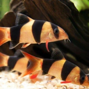 Klon balığı 4-5 sm akvaryumda qalan artıq yeml