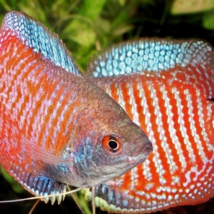 Lelus balığı çox gözel balıqdı 4-5 smdı bundan ela çox  çeşidde