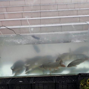 akvaryum 500 litirlik 1.50 santim uzunu 60 snt hundurluyu 50 snt eni m