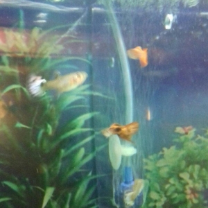 Bala veren cüt quppiler. cütü 3 man. balalar 50 qep.