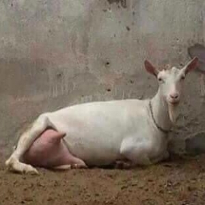 Temiz cins hollandiyanin saneen parodasi!!! En temiz cins kechiler biz