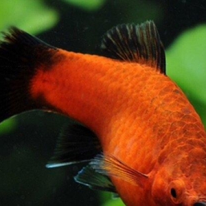 Wagtail platy. Çox gözel balıqdır bala verir) 