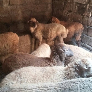 qoyun satilir 4000 az 3 4 qarin dogandi  30 denedi