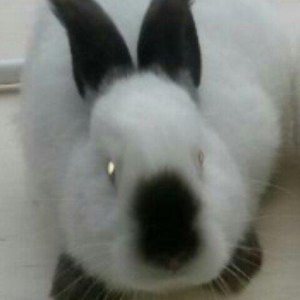 Salam 3 ayında keçmiş tam sağlam  təmiz qan k