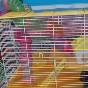 Cunqarin  ve xamyaklar ucun teze  qefes satilir. I