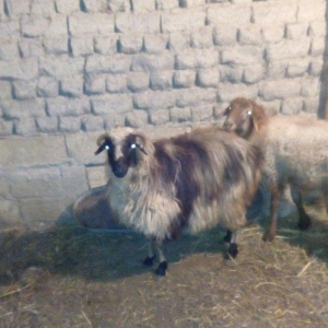 Razilasma yolu ile ve deyismek cins itle qazla cins ordeklerle yumurtl