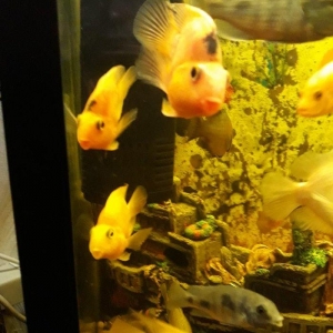 Popuqay balığı var. 2 sarı 3 qırmızı. Digər çixlid balıqlarla barter e