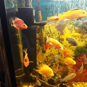 Popuqay balığı var. 2 sarı 3 qırmızı. Digər çixlid balıqlarla barter e