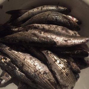 Kefal vobla baliglari satilir kefal 5 manat vobla 